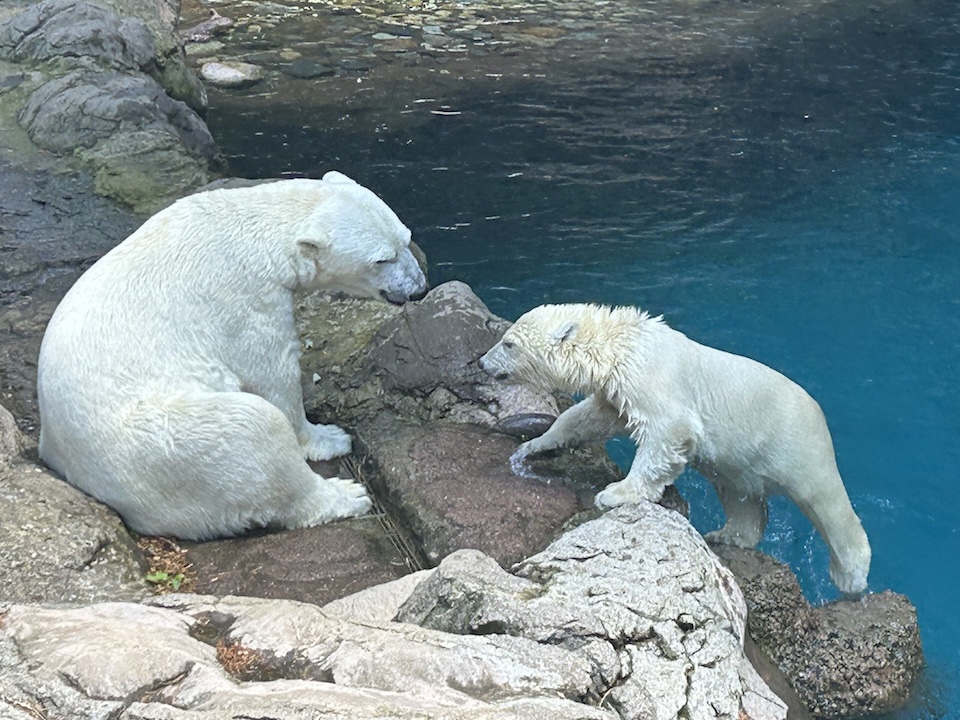 [ くらしネット神奈川：経験豊富な専門家集団 ] 大人になったからこそ動物園
